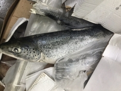 doanh nghiep o dong nai che bien 25 tan ca hoi het han su dung de xuat khau