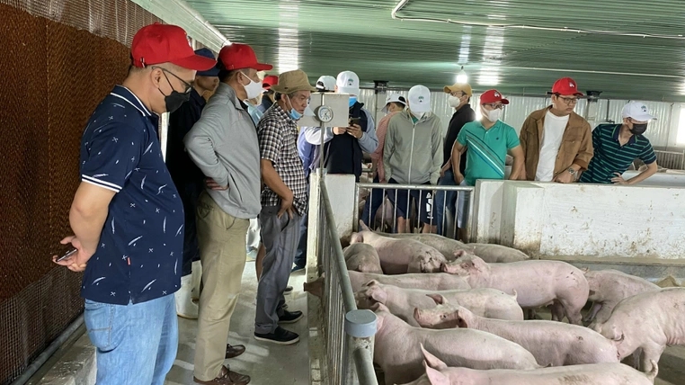 Bầu Đức kỳ vọng việc nuôi lợn, gà sẽ giúp cổ phiếu thoát cảnh báo