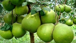 Mỹ chính thức nhập khẩu quả bưởi Việt Nam