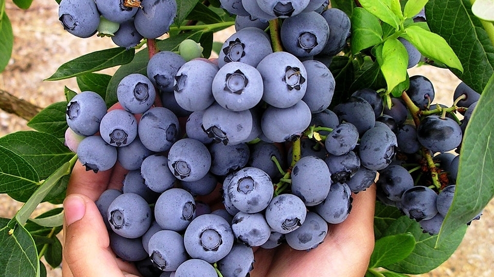 Quả Việt quất tươi, đặc sản của Ba Lan sắp xuất khẩu vào Việt Nam