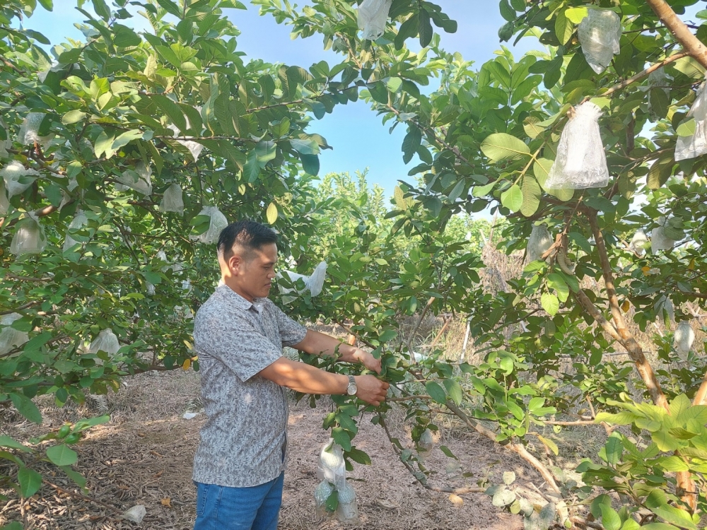 Xã Hoài Đức chú trọng phát triển cây ăn quả đặc sản, chủ lực, có thế mạnh