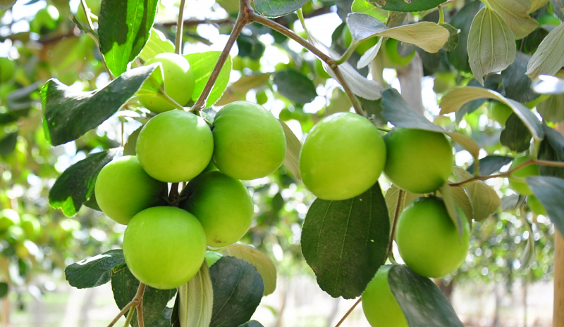 Xã Hoài Đức chú trọng phát triển cây ăn quả đặc sản, chủ lực, có thế mạnh