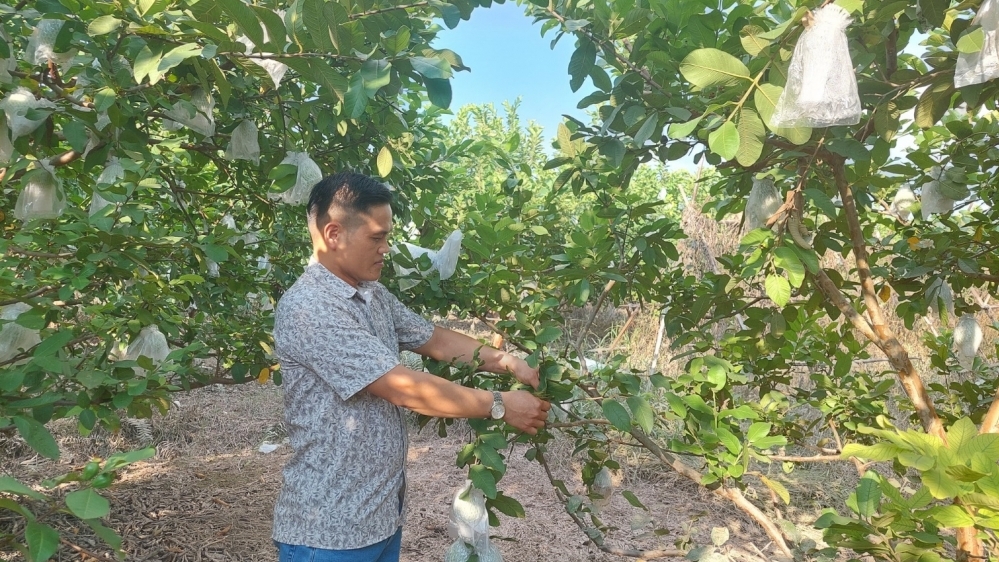 Xã Hoài Đức chú trọng phát triển cây ăn quả đặc sản, chủ lực, có thế mạnh