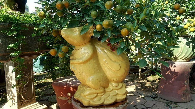 "Chuột cõng quất cảnh" chơi Tết giá tiền triệu