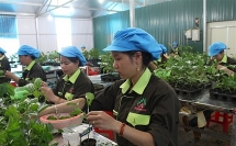 Nafoods Group lại dính án phạt thuế