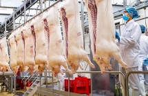 Thủ tướng: Xử nghiêm ghìm giá, không chịu xuất lợn tạo sốt ảo để trục lợi