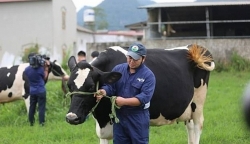 Mộc Châu Milk lên sàn UPCoM với giá 30.000 đồng/cổ phiếu