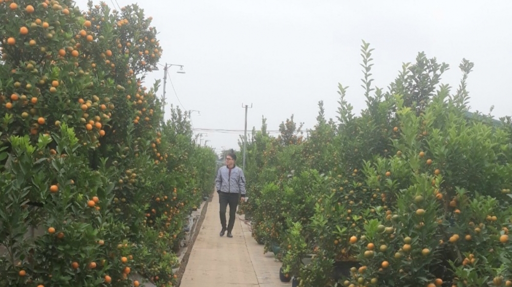 Nhà vườn đào, quất sẵn sàng “bung hàng” đón Tết