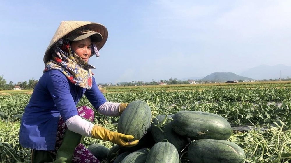 Dưa hấu Việt được cấp "visa" chính ngạch sang Trung Quốc