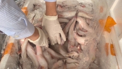 Hơn 10 tấn cá khoai chứa chất cực độc đang đi tiêu thụ thì bị phát hiện