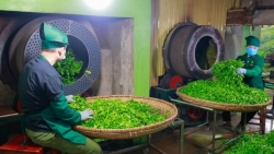 gan 500 container che cua doanh nghiep viet nam mac ket tai pakistan