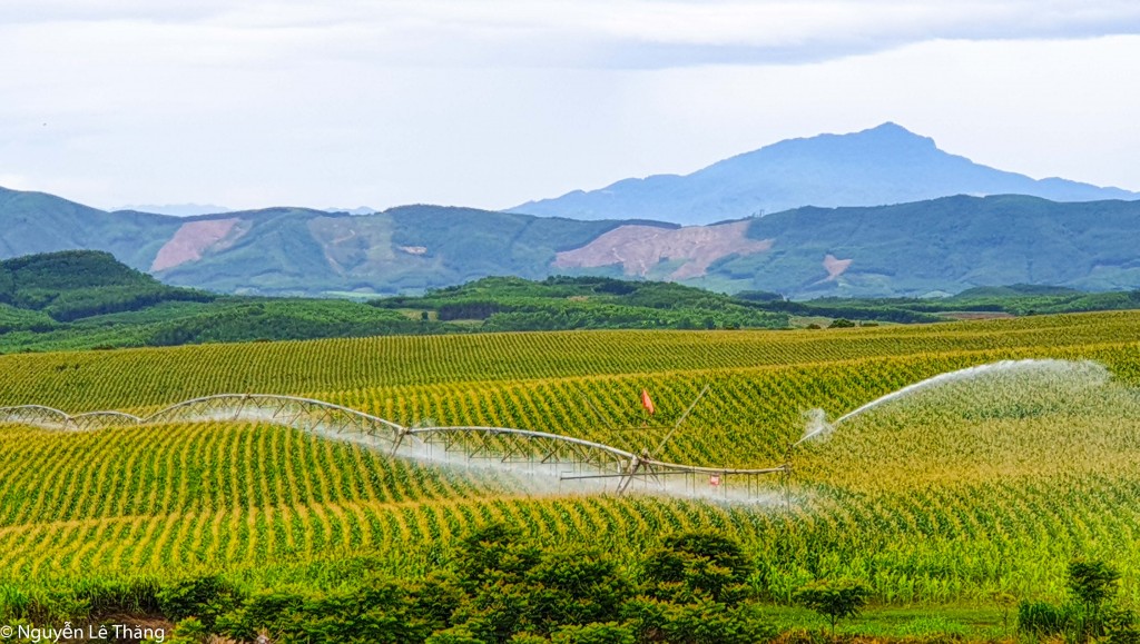 Cánh đồng nguyên liệu cho bò sữa với cánh tay tưới tự động của Tập đoàn TH tại Nghĩa Đàn, Nghệ An