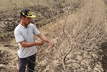 Bụi đường phủ trắng 1.200 gốc đào, chủ vườn nguy cơ mất tiền tỷ