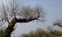 Làng đào cổ thụ nức tiếng đất Cảng vào vụ Tết