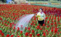 Làng hoa ven Sài Gòn vào vụ Tết