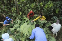 Người vùng trồng lá dong lớn nhất Hà Tĩnh trúng mùa