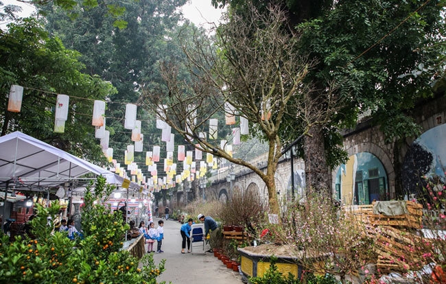 Cây hoàng mai rừng 120 năm tuổi, giá 4 tỷ đồng tại chợ Tết phố cổ