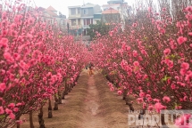 Đào nở rộ, nông dân thấp thỏm lo tết