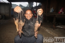 Trèo đỉnh Ngọc Linh săn “chuột quý tộc”