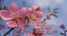 Ngày xuân lên xứ Lạng ngắm hoa đào