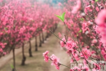 Đào nở rộ, nhà vườn tấp nập thu hoạch đón Tết