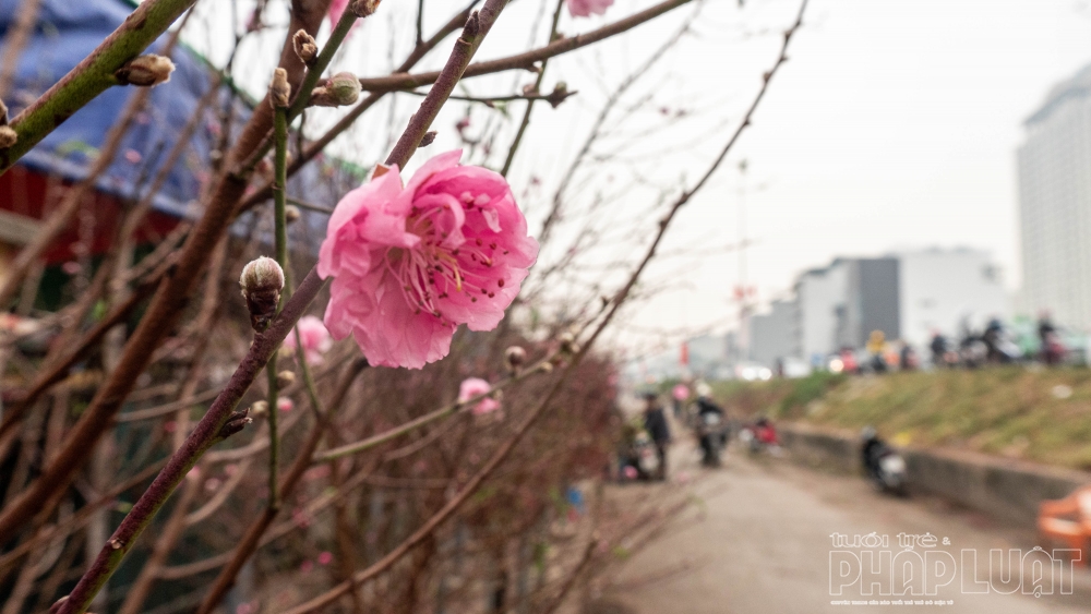Đào Nhật Tân tràn ngập chợ hoa đón Tết Nguyên đán 2021