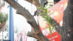 cay buoi moc tren via he la cua ai