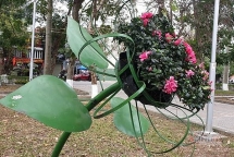 Hải Phòng đặt loạt cây sắt có lá mỏng, cao ngang cổ trẻ trong công viên