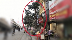 vu cay buoi moc o tran khat chan ai chong lung cho cay buoi thach thuc phap luat