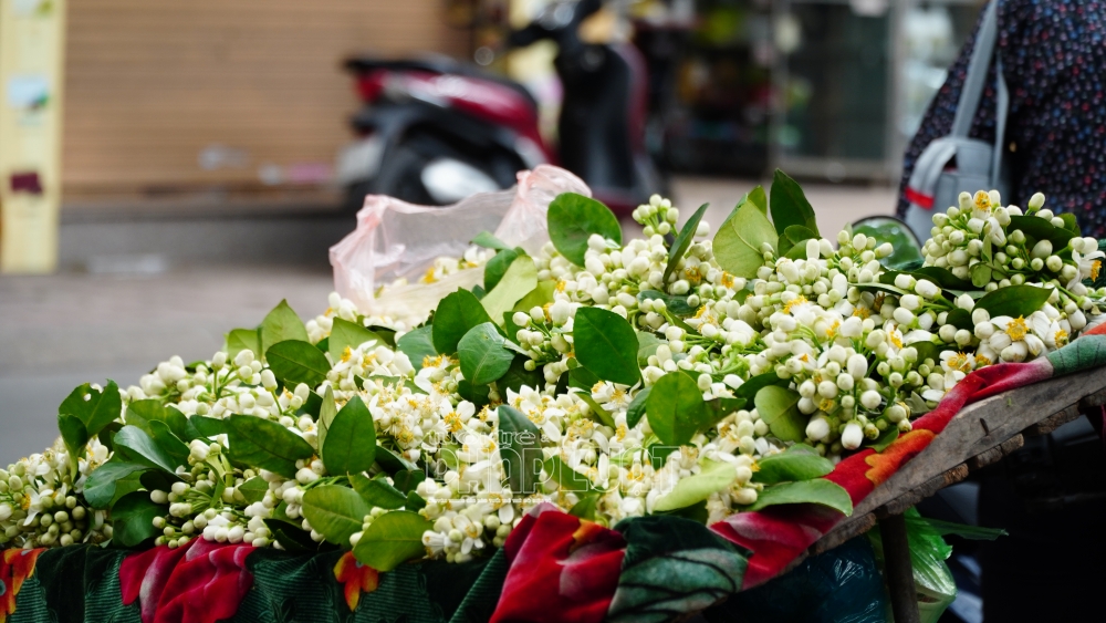 Hà Nội: Hoa bưởi xuống phố đón rằm tháng Giêng