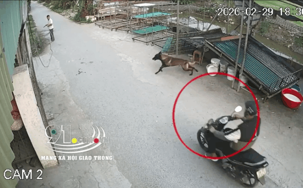 Tai nạn kinh hoàng vì gặp chó sang đường