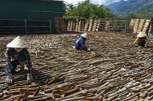 Kiếm tiền tỷ từ vỏ quế