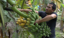 Chặt bỏ chuối vì dịch nCoV