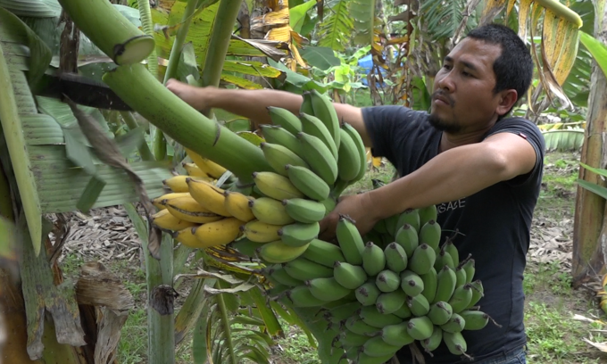 Chặt bỏ chuối vì dịch nCoV