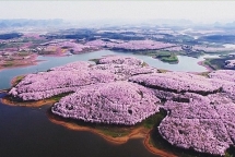 Anh đào nở rộ ở Trung Quốc