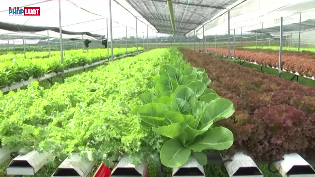 Thanh niên Quảng Nam khởi nghiệp xanh từ làng quê