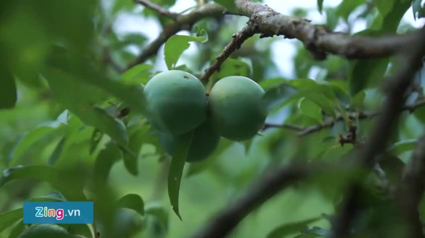 Khám phá rừng mận mới đẹp như cổ tích ở Mộc Châu