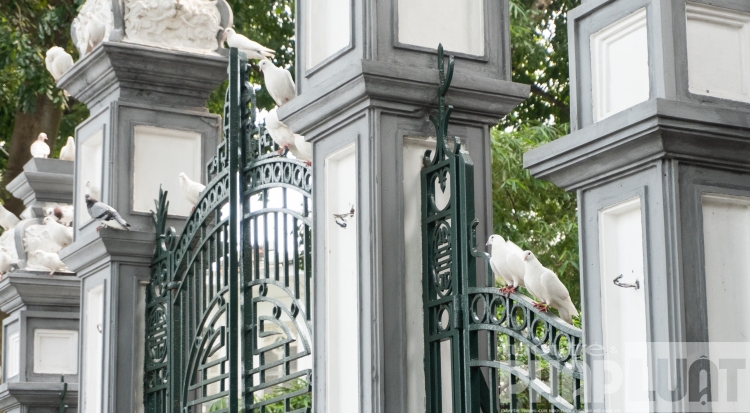 Đàn bồ câu nhẩn nha kiếm ăn bên hồ Gươm dan bo cau nhan nha kiem an ben bo ho guom