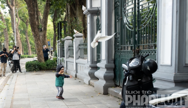 Đàn bồ câu nhẩn nha kiếm ăn bên hồ Gươm dan bo cau nhan nha kiem an ben bo ho guom