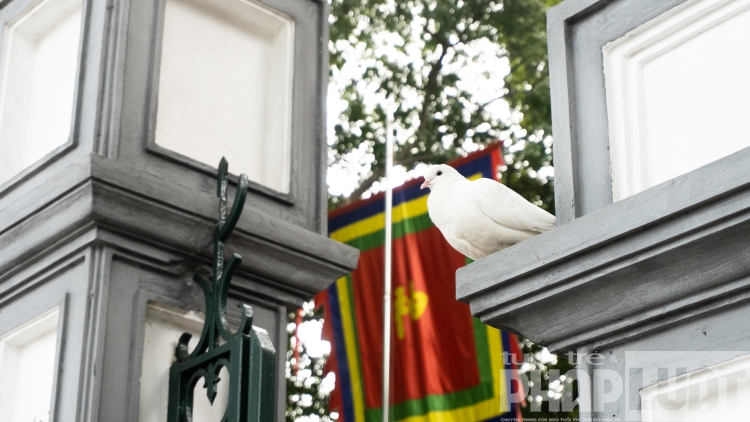 Đàn bồ câu nhẩn nha kiếm ăn bên hồ Gươm dan bo cau nhan nha kiem an ben bo ho guom