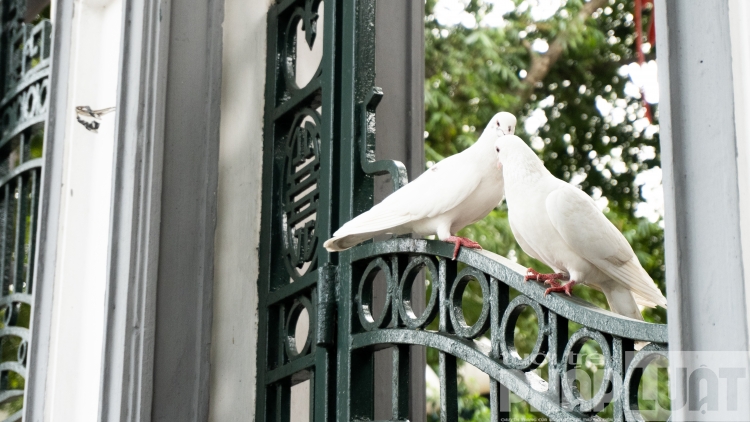 Đàn bồ câu nhẩn nha kiếm ăn bên hồ Gươm dan bo cau nhan nha kiem an ben bo ho guom