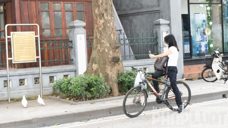 Đàn bồ câu nhẩn nha kiếm ăn bên hồ Gươm dan bo cau nhan nha kiem an ben bo ho guom