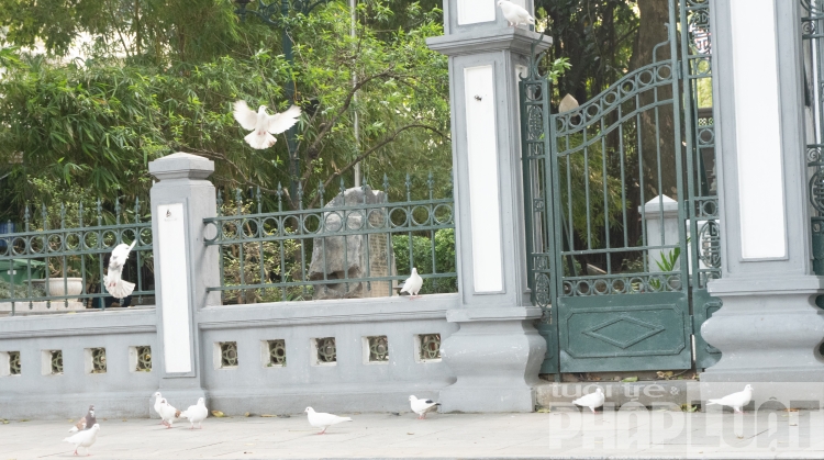 Đàn bồ câu nhẩn nha kiếm ăn bên hồ Gươm dan bo cau nhan nha kiem an ben bo ho guom