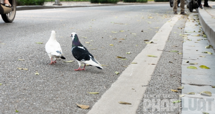 Đàn bồ câu nhẩn nha kiếm ăn bên hồ Gươm dan bo cau nhan nha kiem an ben bo ho guom