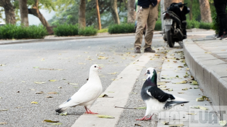 dan bo cau nhan nha kiem an ben bo ho guom