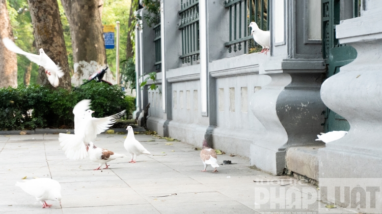 Đàn bồ câu nhẩn nha kiếm ăn bên hồ Gươm dan bo cau nhan nha kiem an ben bo ho guom