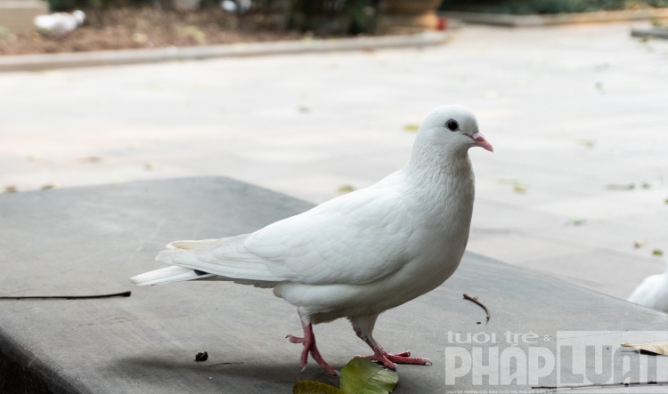 Đàn bồ câu nhẩn nha kiếm ăn bên hồ Gươm dan bo cau nhan nha kiem an ben bo ho guom