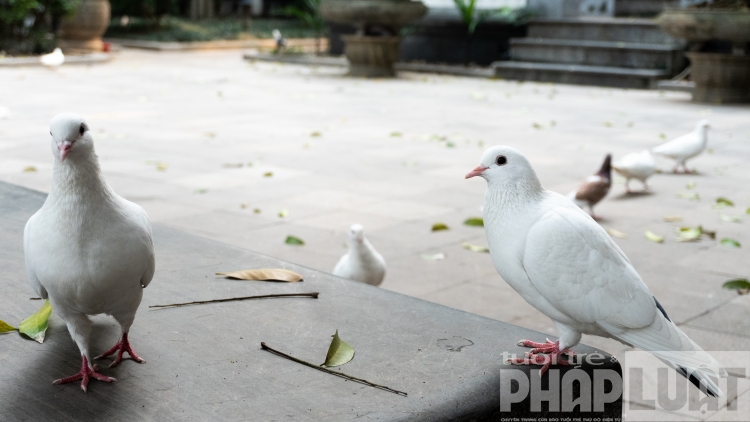dan bo cau nhan nha kiem an ben bo ho guom