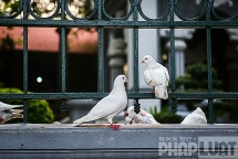 Đàn bồ câu nhẩn nha kiếm ăn bên hồ Gươm