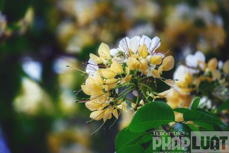 Cây hoa "báu vật" của làng Đình Thôn bung nở hoa đón hè